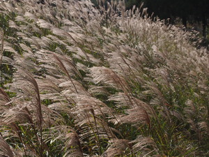 PA160517.JPG