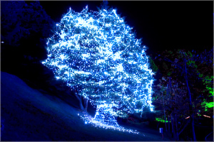 10lightup_16[1].jpg