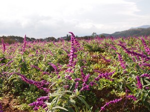 PB081186b.JPG
