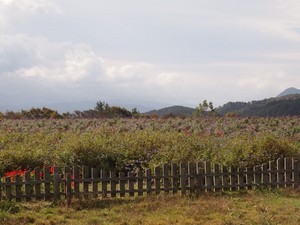 PB081191b.JPG