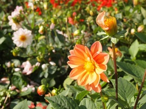 PB081192b.JPG