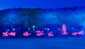 sakurasakura[1].jpg
