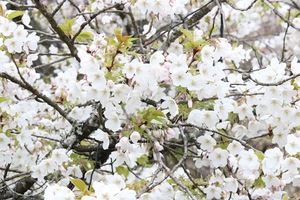 IMG_3898.JPG