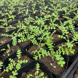 image1 (7).jpeg