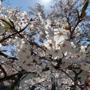 桜１.jpeg