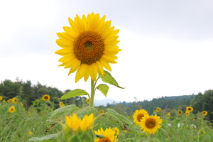 IMG_1833.JPGのサムネール画像