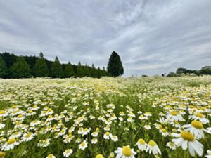 IMG_7179.jpeg