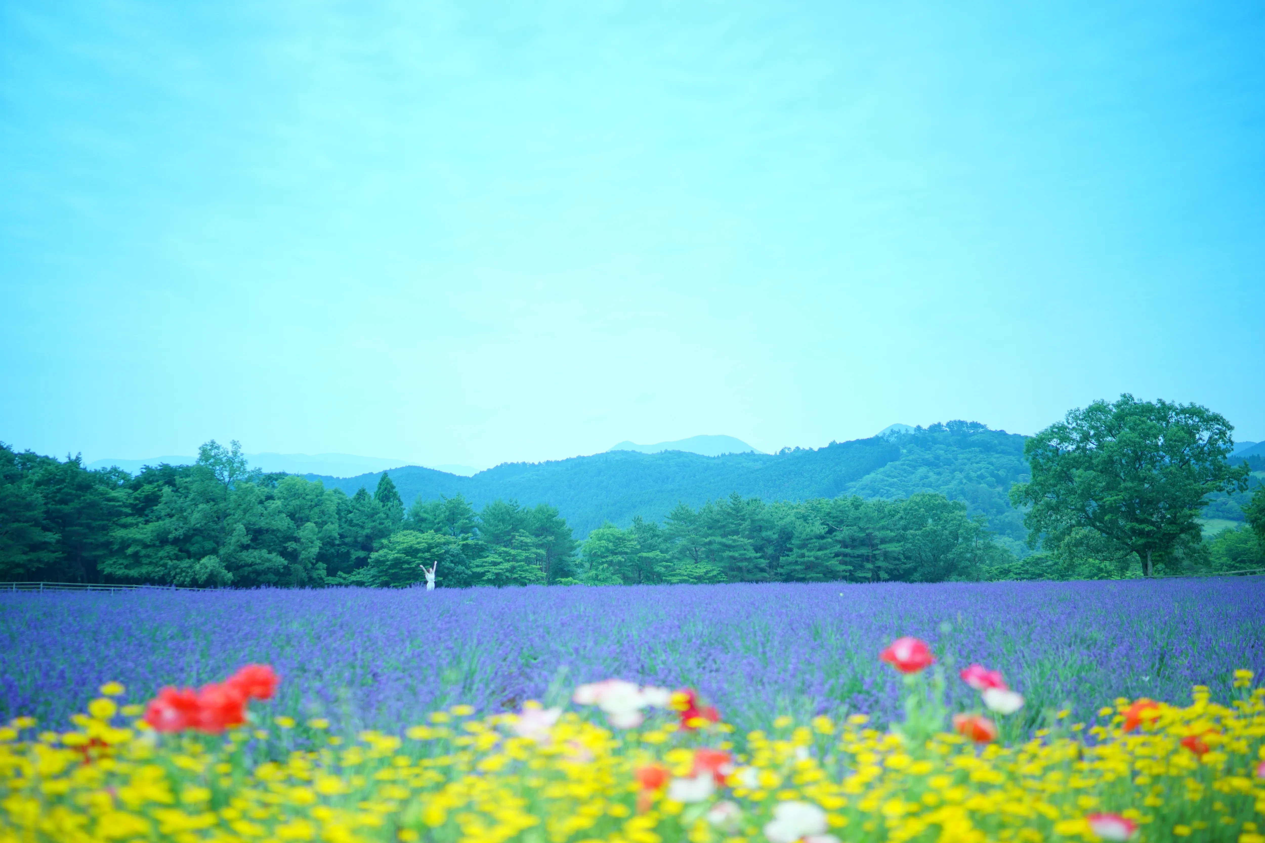 ラベンダー