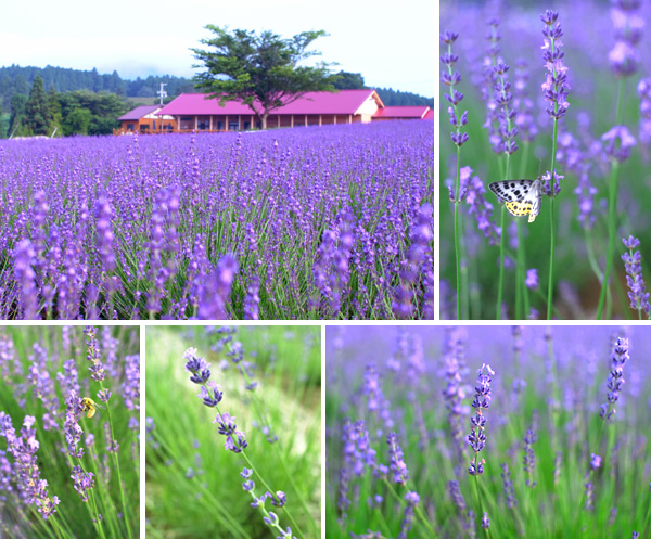 ラベンダー 数万株のラベンダーが咲き誇る 三重県のメナード青山リゾート ハーブガーデン