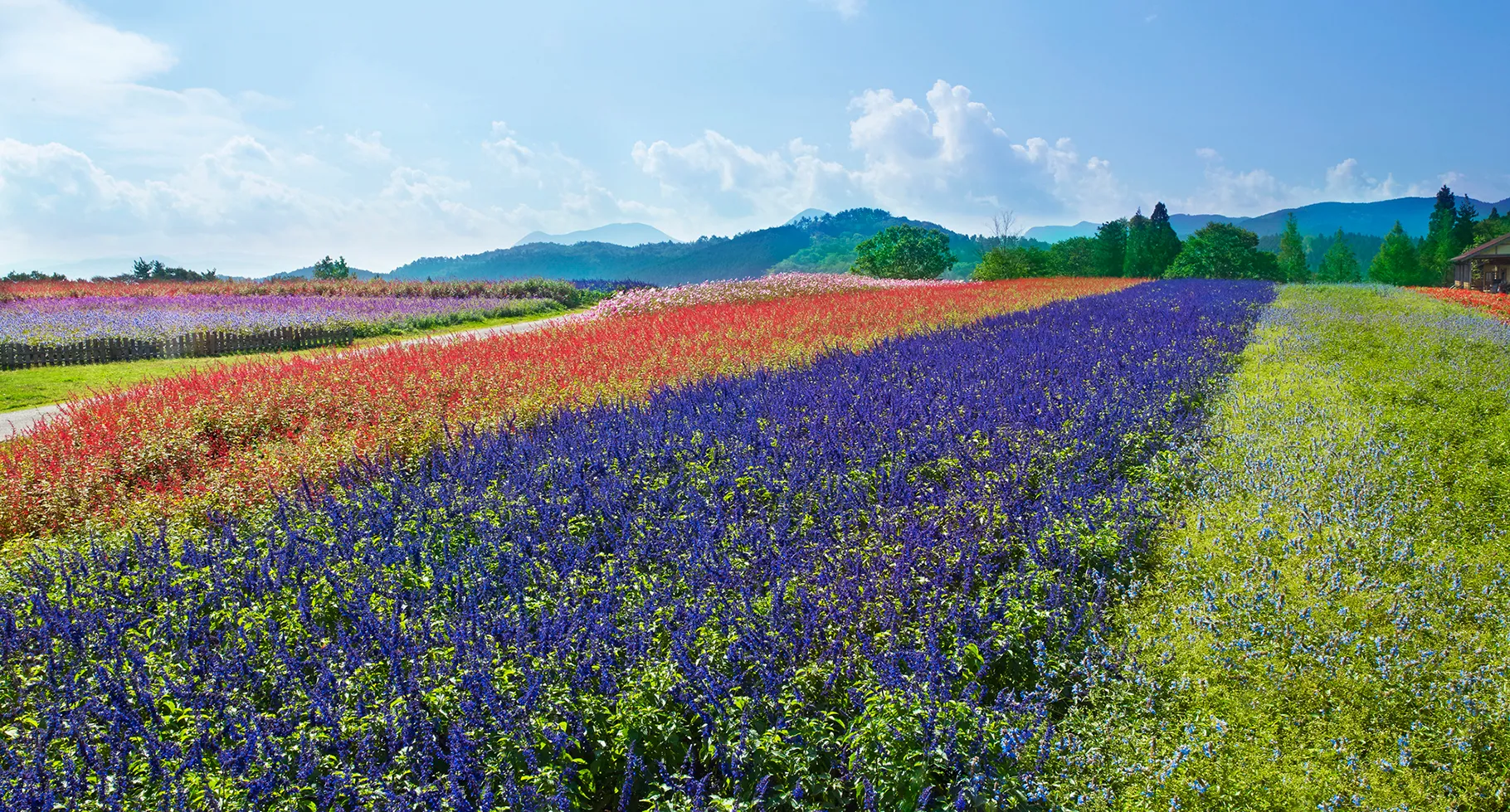 花畑の中を歩く女性。背景には緑豊かな山々と家が見える、自然に囲まれた風景。