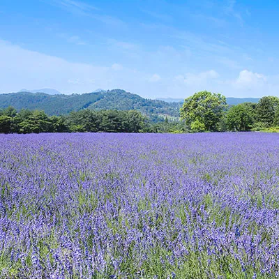 晴れた空と山々を背景にラベンダー・オカラムラサキが広がっている