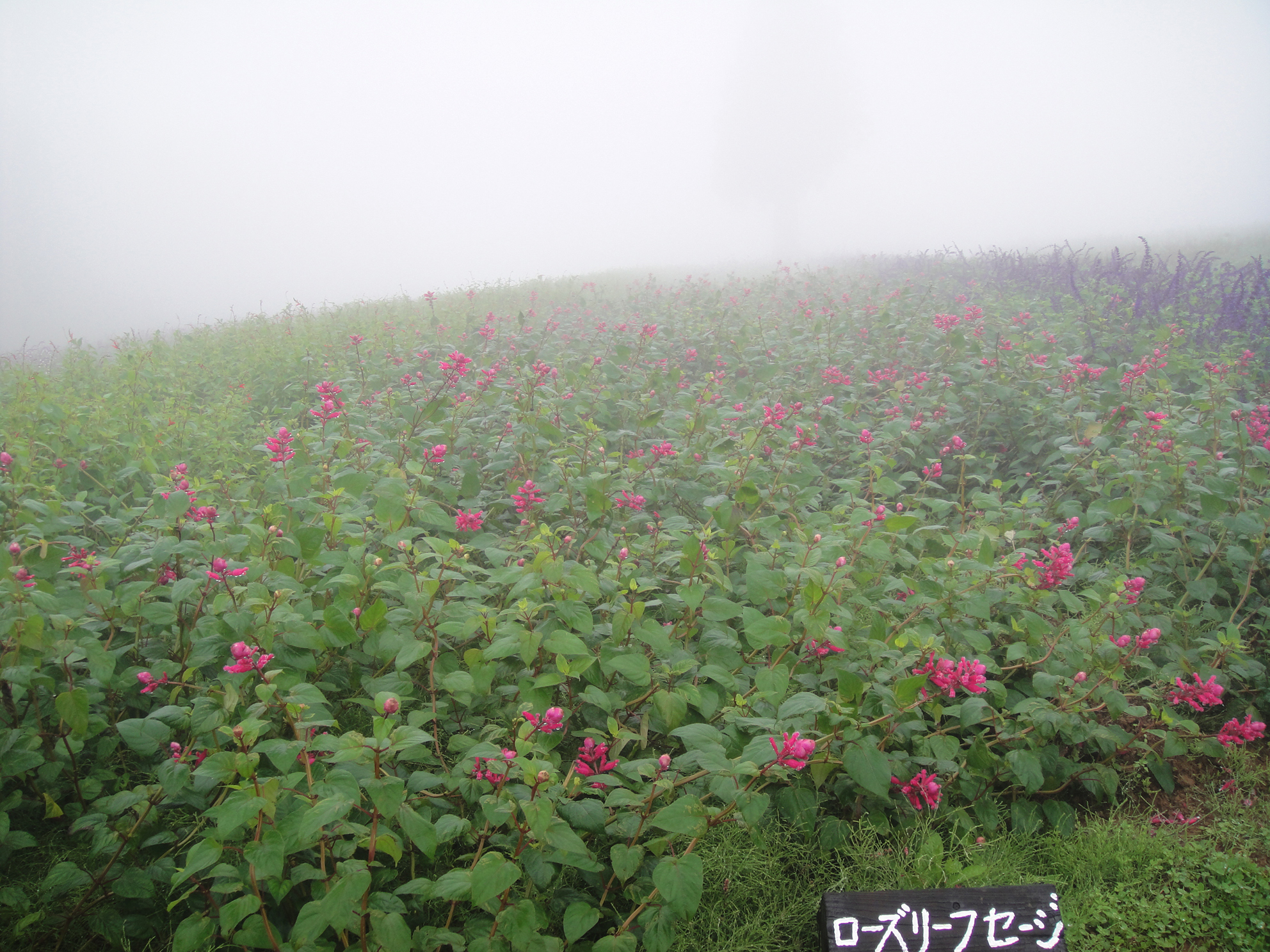 10月25日のハーブガーデンの様子 天気 雨のち曇り 気温 17 本日ハーブガーデンは霧雨でした 高原リゾートならではの風情ある風景 思わずカメラを手に取りたくなります ローズリーフセージ ラベンダーセージ マリーゴールド メキシカンセージ 10月25日のハーブガーデンの様子 天気 雨のち曇り 気温 17 本日ハーブガーデンは霧雨でした 高原リゾートならではの風情ある風景 思わずカメラを手に取りたくなります ローズリーフセージ ラベンダーセージ マリーゴールド メキシカンセージ